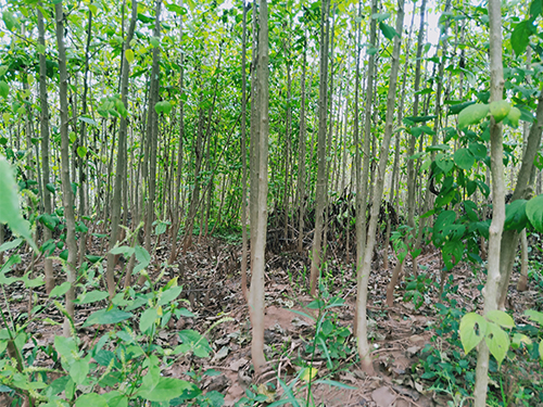 本地優(yōu)選3年苗(價(jià)格面議)