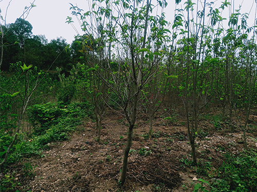 華仲8號4年苗(價(jià)格面議)