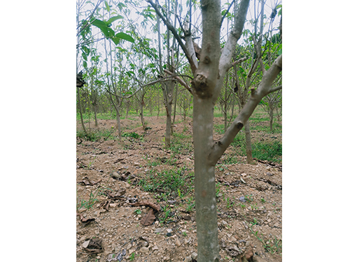 華仲8號5年苗(價(jià)格面議)