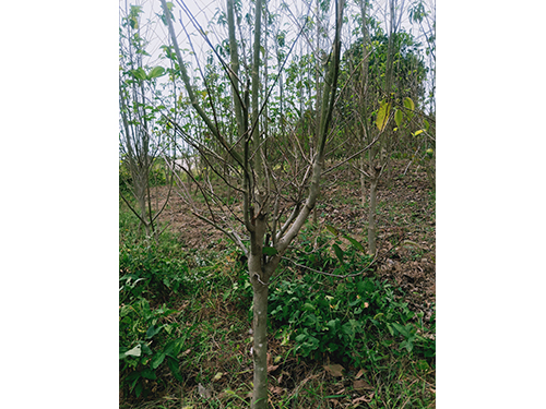 華仲8號3年苗(價(jià)格面議)